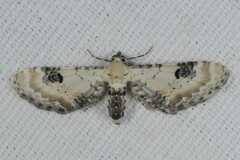 Eupithecia centaureata