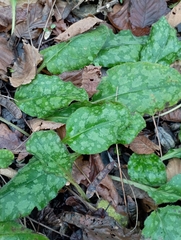 Pulmonaria officinalis
