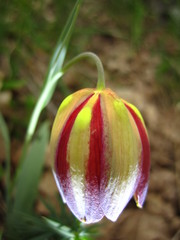 Fritillaria gussichiae