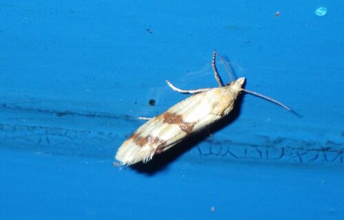 Long-barred Yellow Conch