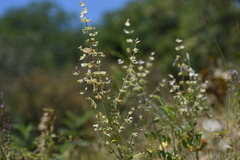 Salvia sclarea