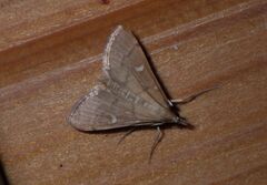 Dolicharthria punctalis