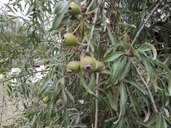Pyrus salicifolia
