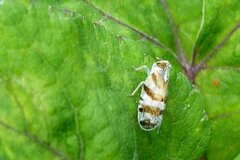 Tachycixius venustulus