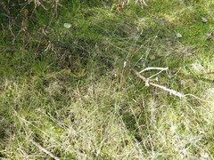 Dactylis glomerata hispanica