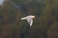 Chroicocephalus genei