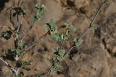 Malva subovata