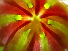 Fritillaria gussichiae