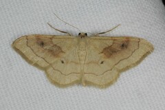 Idaea rubraria