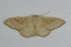 Idaea rubraria
