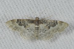 Idaea rusticata