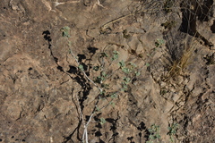 Malva subovata