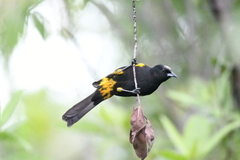 Icterus melanopsis