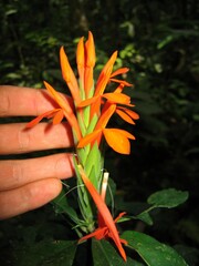 Aphelandra