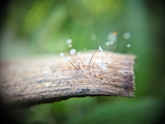 Gloiocephala epiphylla