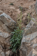 Scrophularia kiriloviana