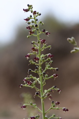 Scrophularia kiriloviana