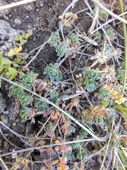 Psammotropha obtusa