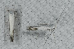 Lyonetia clerkella