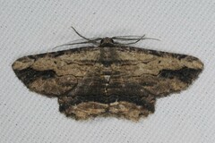 Menophra abruptaria