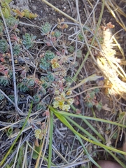 Psammotropha obtusa