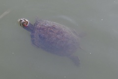 Trachemys scripta elegans