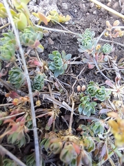 Psammotropha obtusa