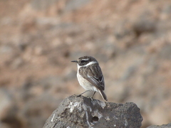 Saxicola dacotiae