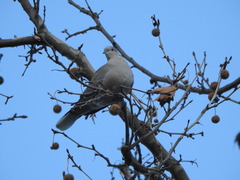 Streptopelia decaocto