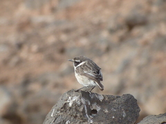 Saxicola dacotiae