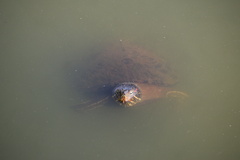 Trachemys scripta elegans