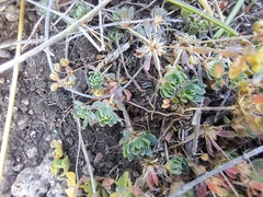 Psammotropha obtusa