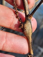 Neolasioptera boehmeriae