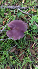 Laccaria amethysteo-occidentalis