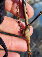 Neolasioptera boehmeriae