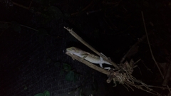 Diploderma polygonatum xanthostomum