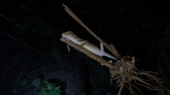 Diploderma polygonatum xanthostomum