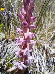 Satyrium longicauda image