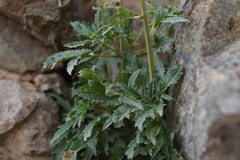 Scrophularia kiriloviana