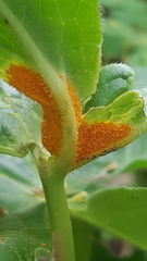 Allodus podophylli