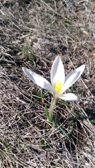 Crocus nevadensis