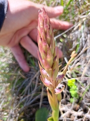 Satyrium longicauda image