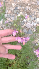 Schizanthus hookeri