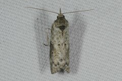 Nycteola