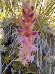 Satyrium longicauda image