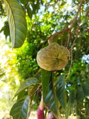 Annona