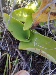 Satyrium longicauda image