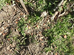 Erodium cicutarium
