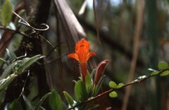 Columnea