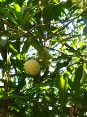 Annona